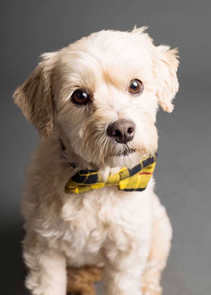 DOG WITH TIE