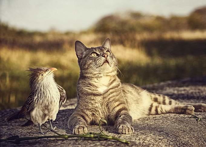 cat