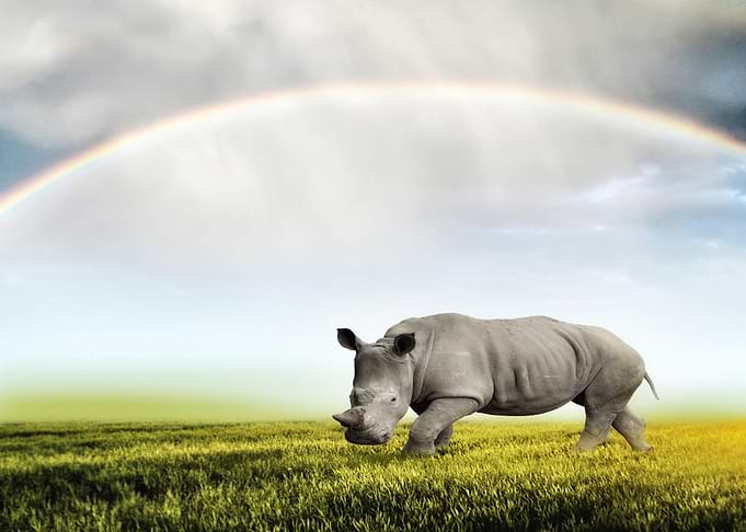 Mystic Animal Pictures