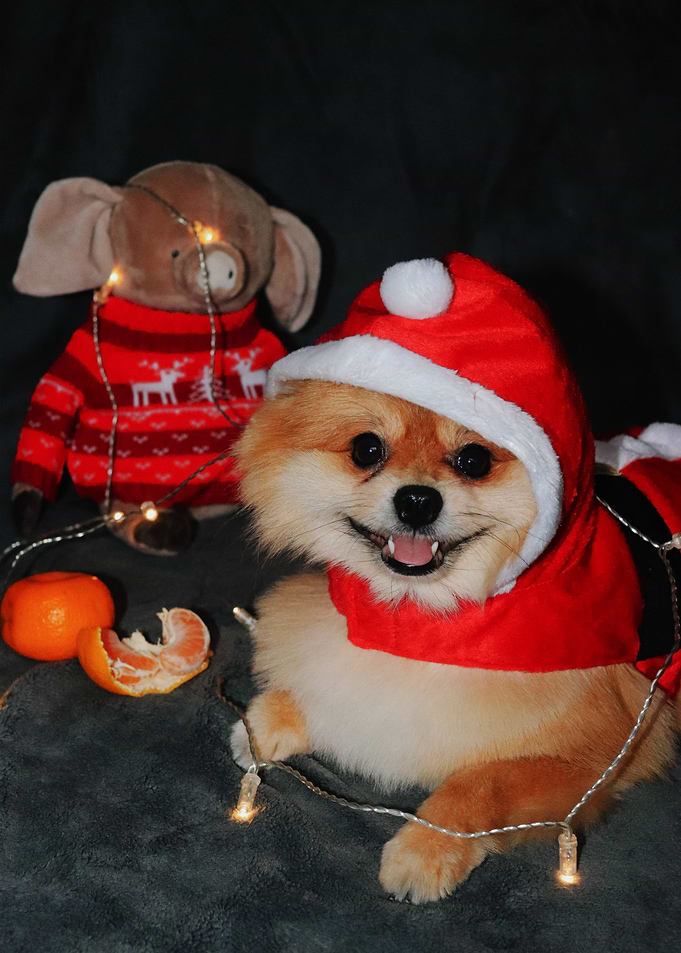 CUTE DOGS IN CHRISTMAS CLO