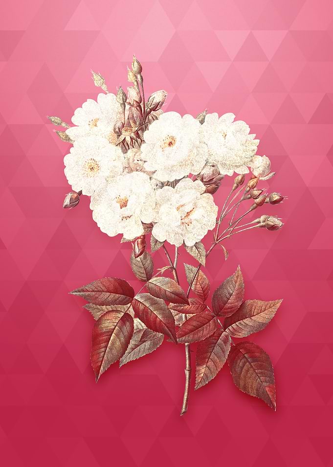 Vintage Noisette Roses