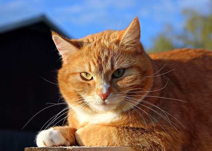 cat