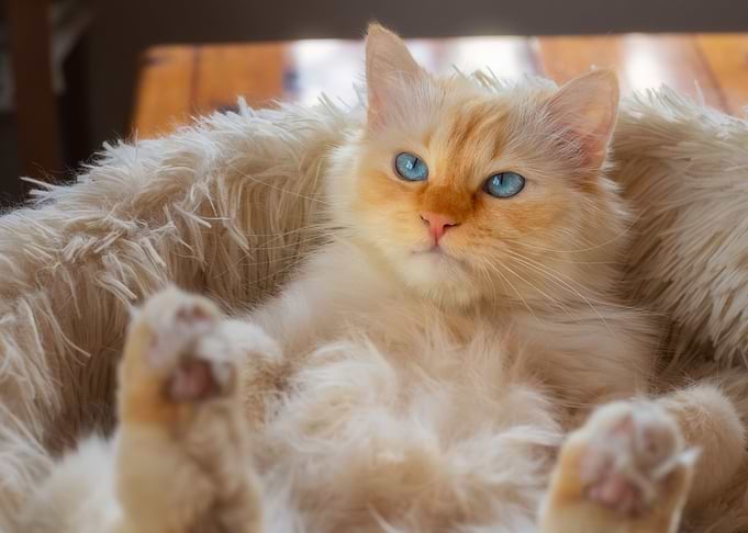 cat