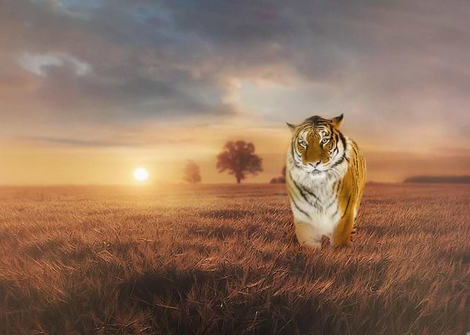 Mystic Animal Pictures