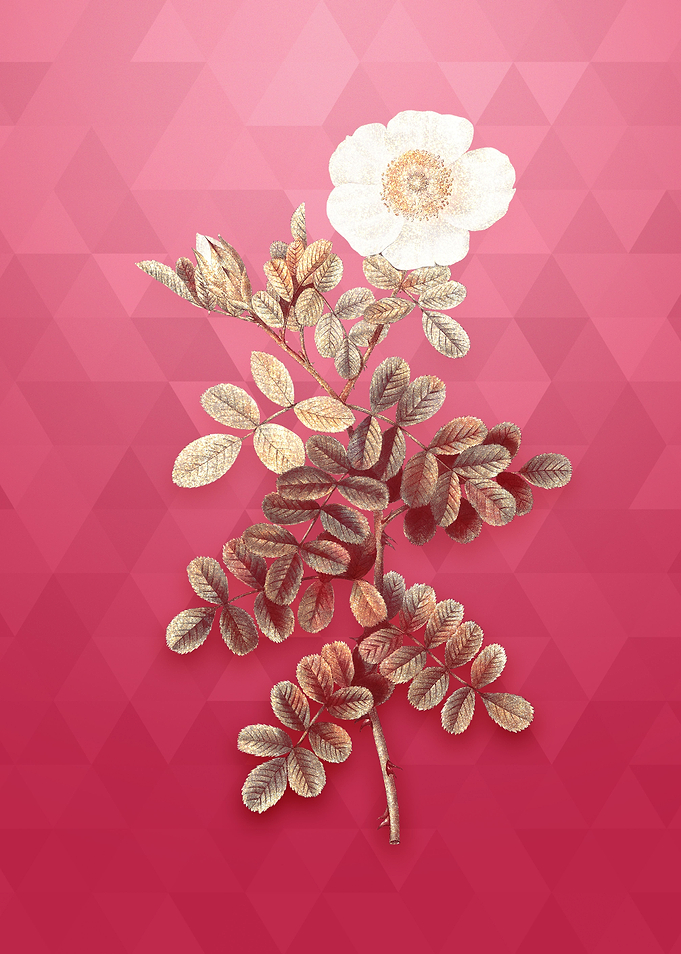Vintage Macartney Rose