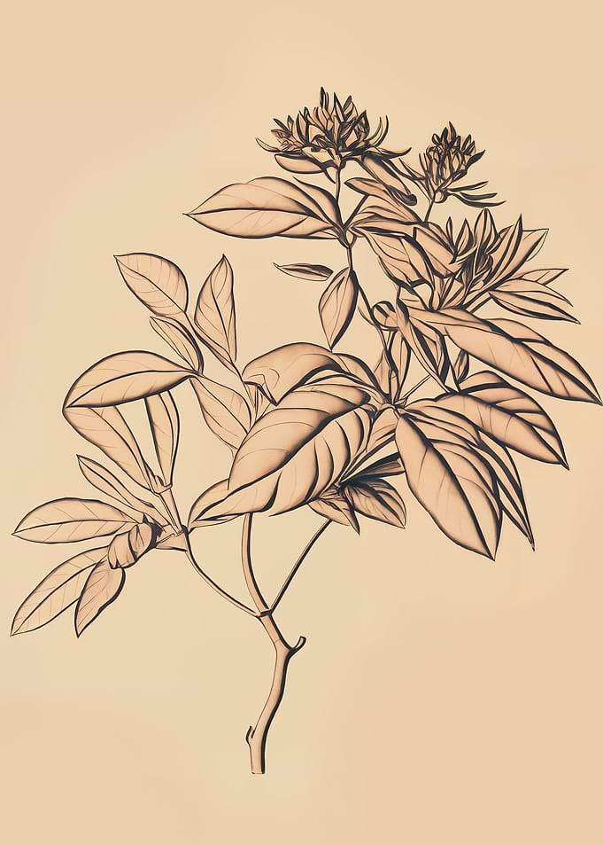 Schefflera plant