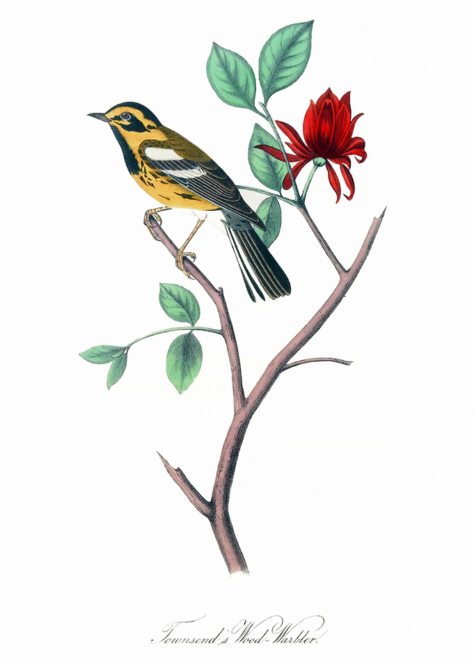 The Birds of America