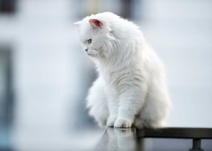 cat