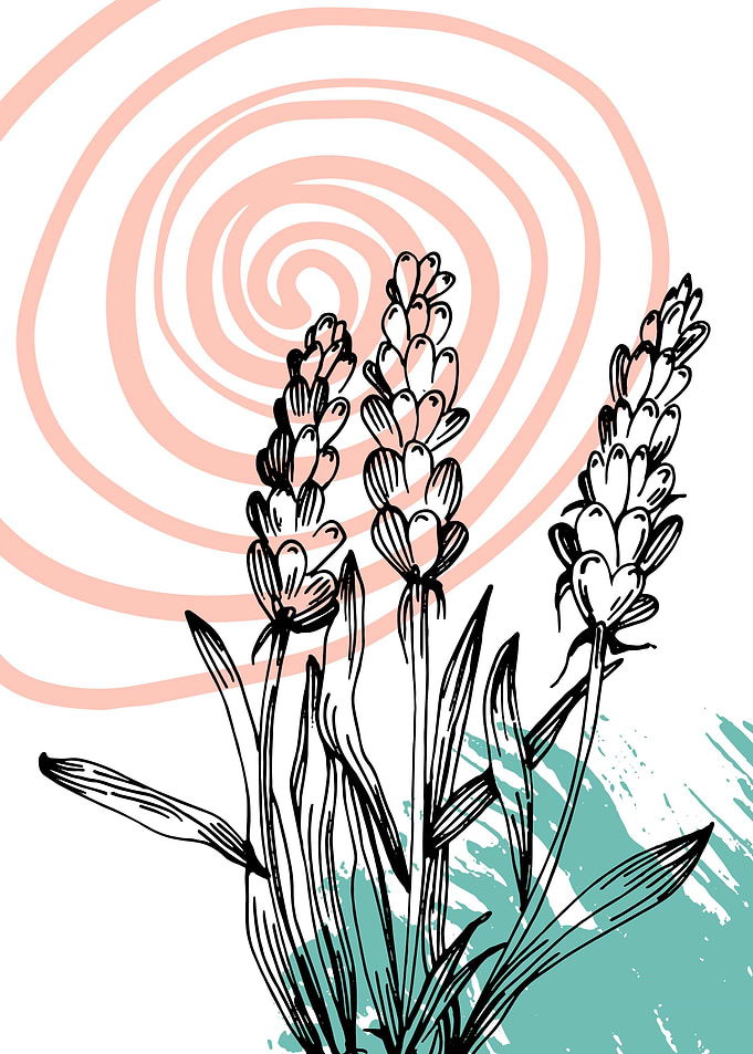 Modern Lavender