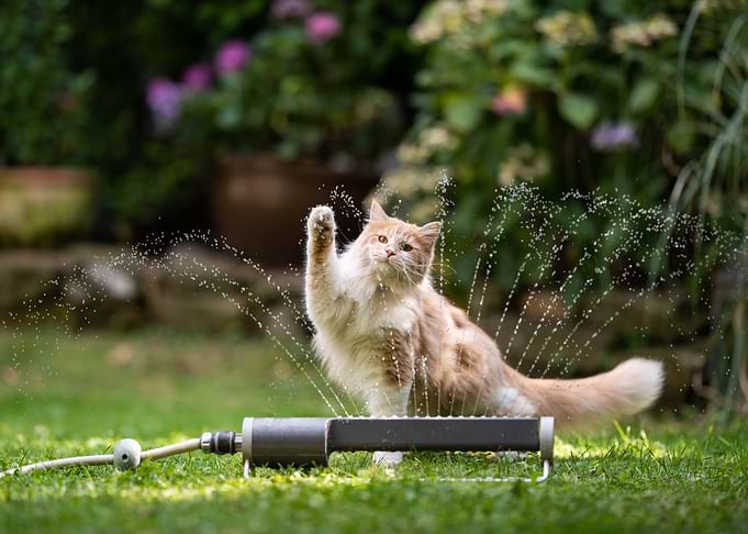 cat