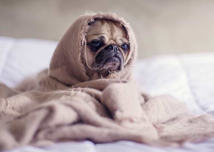 COAT DOG