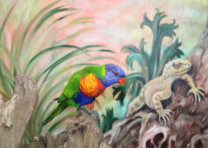 Mystic Animal Pictures