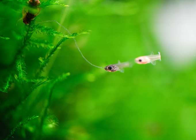 little baby guppy fish