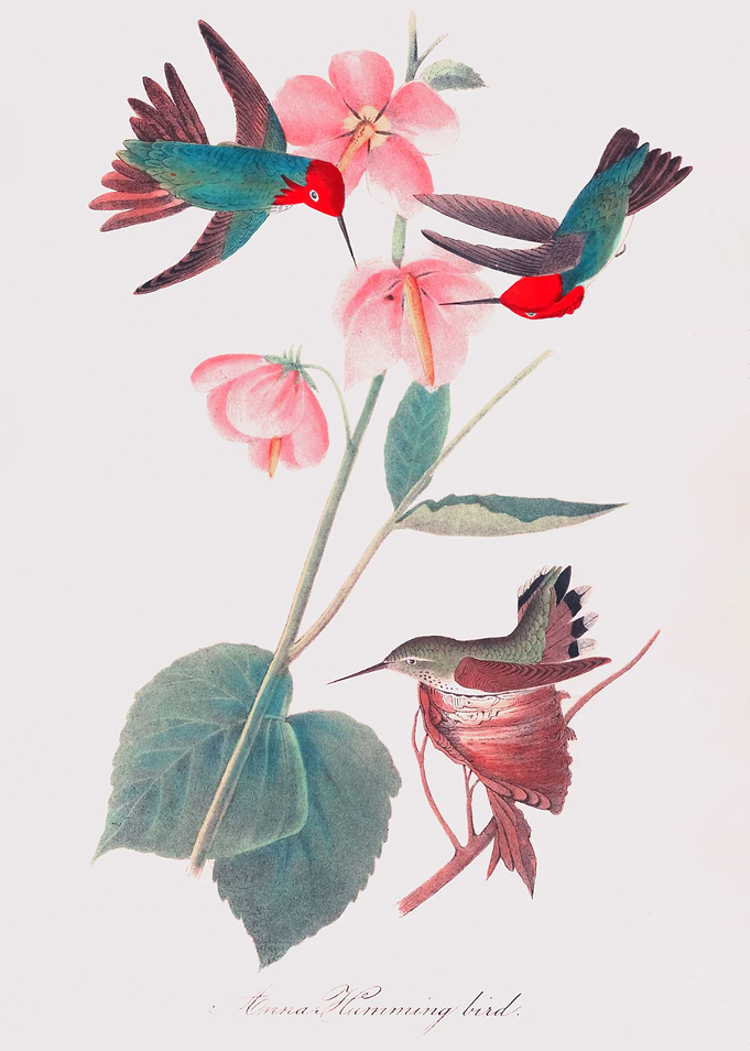 The Birds of America