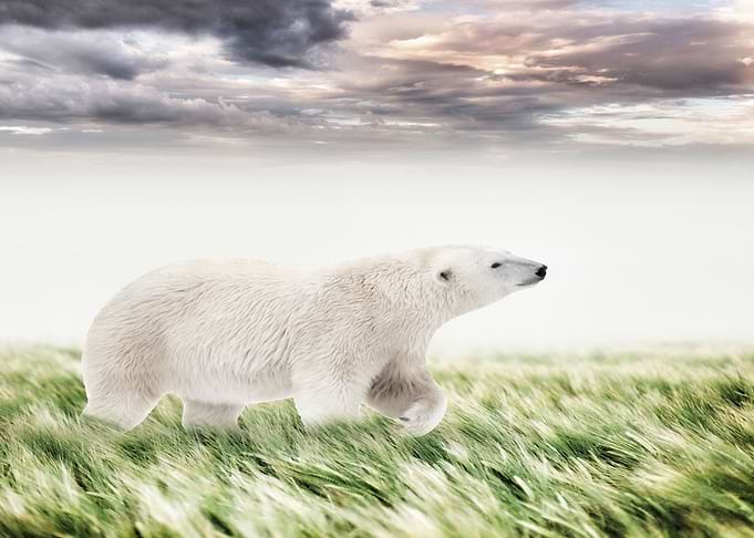 Mystic Animal Pictures
