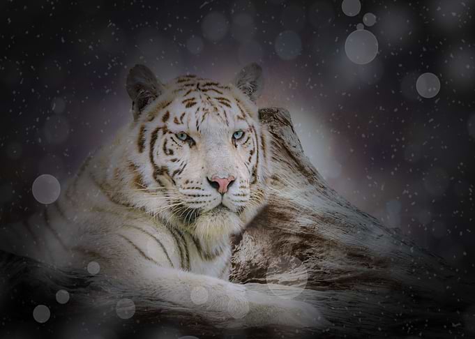 Mystic Animal Pictures
