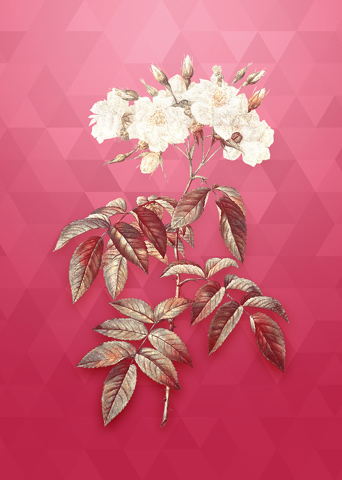 Musk Rose on Viva Magenta