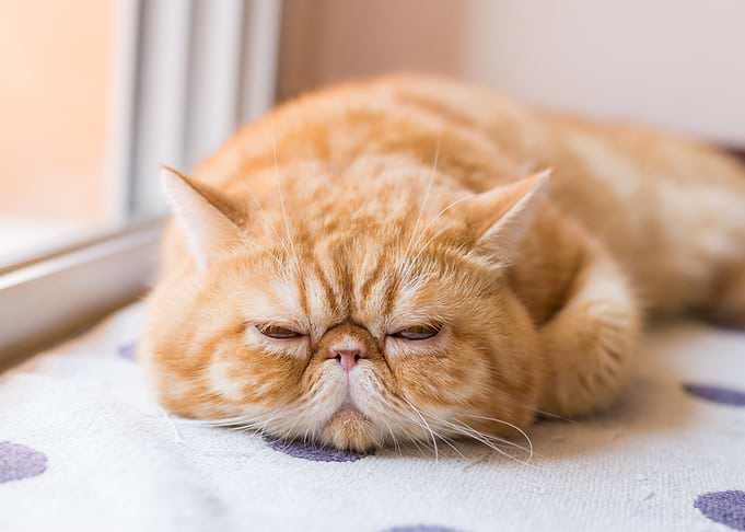 cat