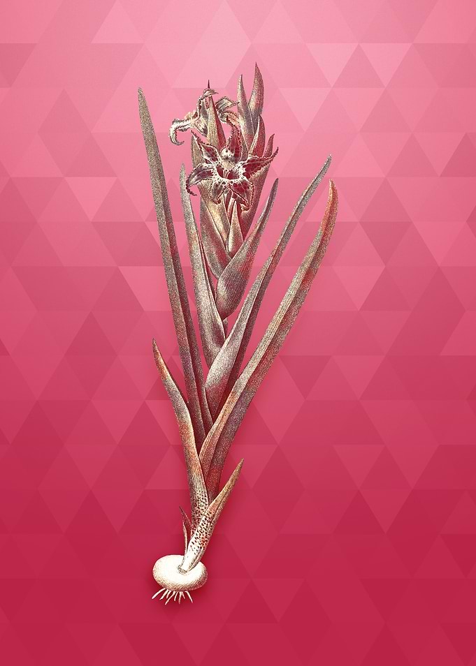 Ferraria on Viva Magenta