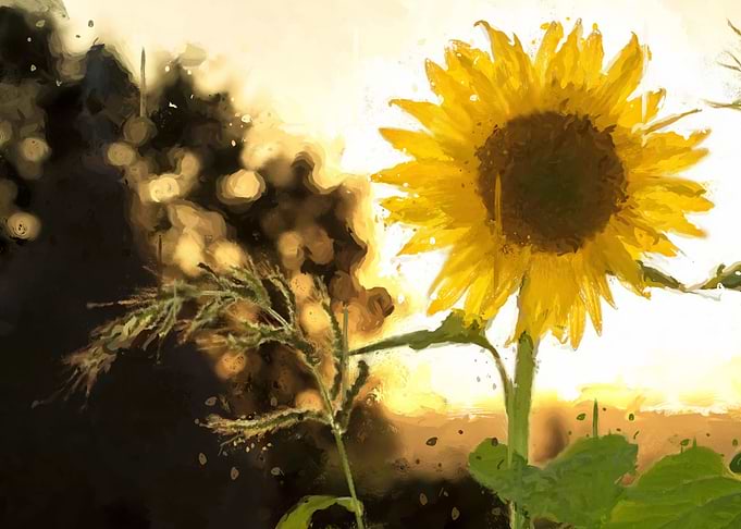 sunflower