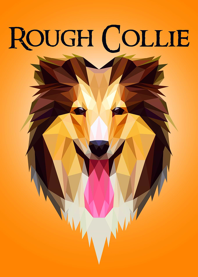 Rough Collie