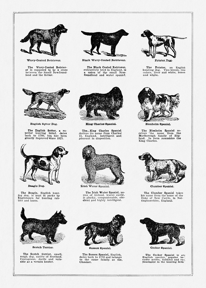 Vintage Dog Breeds 4