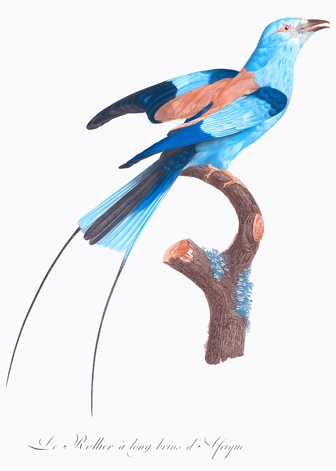 Parakeet