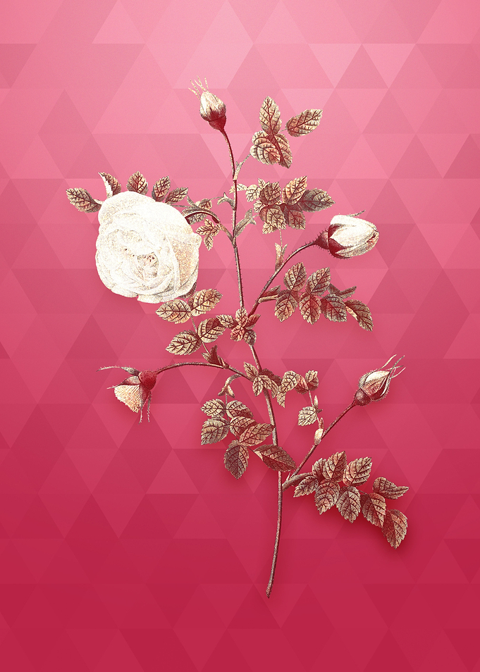 Silver Flower Hispid Rose