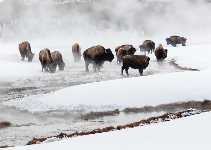 Bison Migration