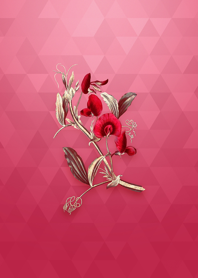 Tangier Pea Flower on Red