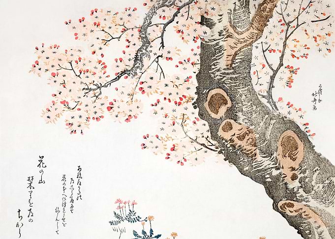cherry tree 1760 by Hokusa