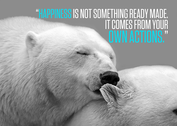 Polar bears Happiness