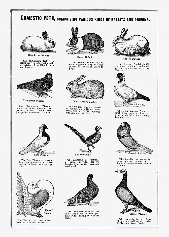 Vintage Domestic Pets