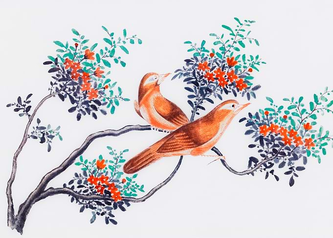 Birds Of China