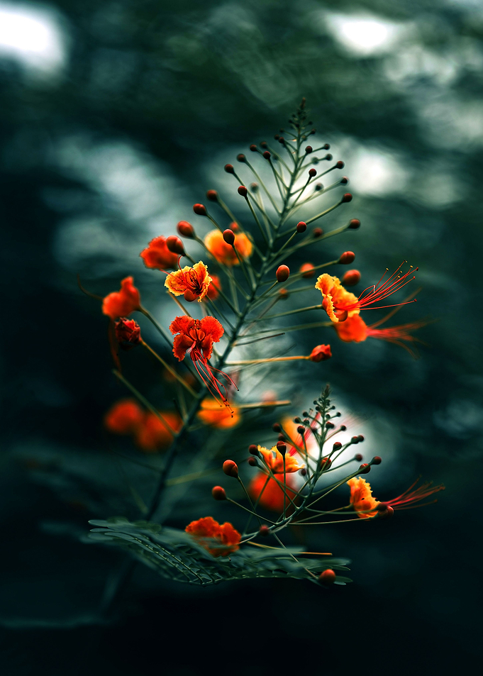 Red Flowers