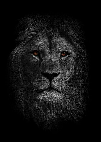 Lion Golden eyes