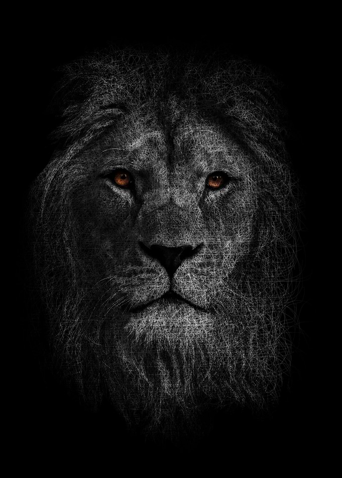 Lion Golden eyes