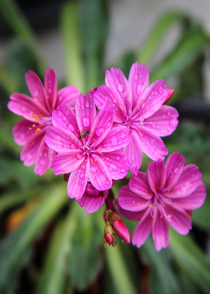 pink flower