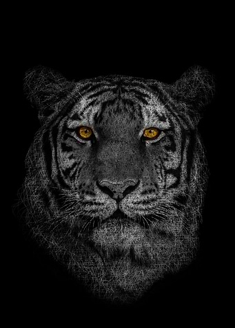 Tiger golden eyes