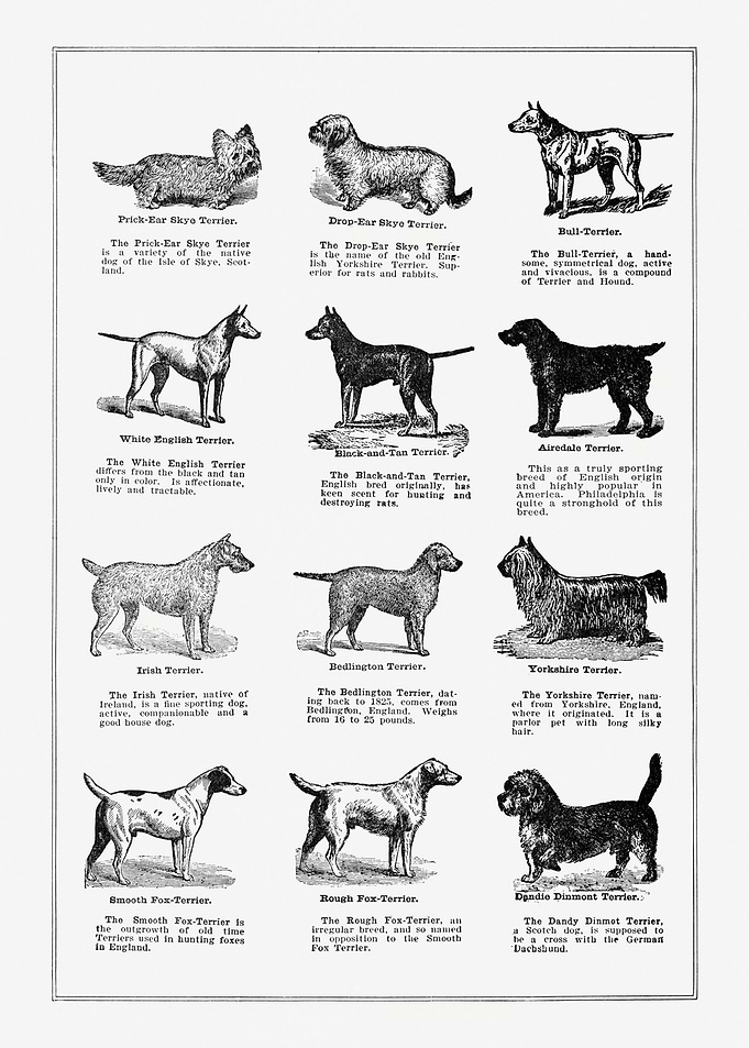 Dog Breeds Vintage 3
