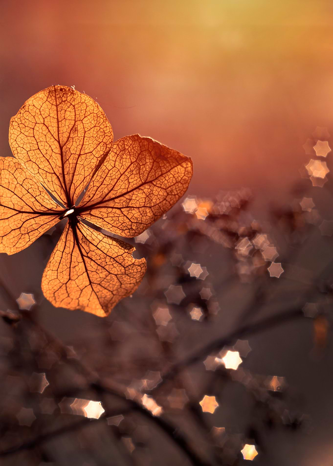 Autumn impression