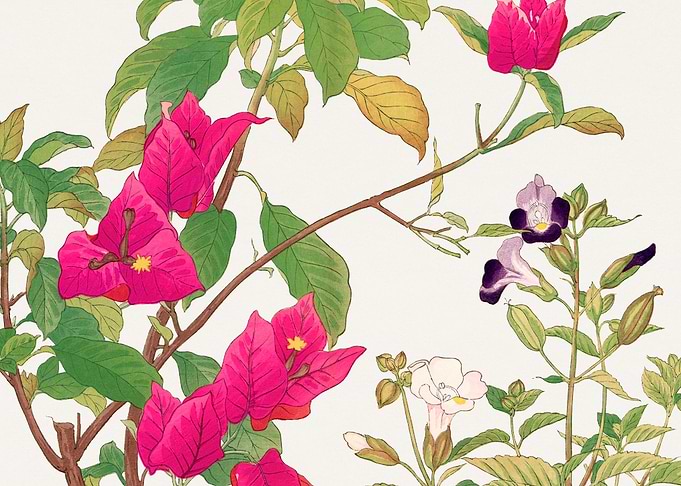 Bougainvillea torenia