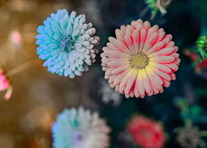 Magic flowers