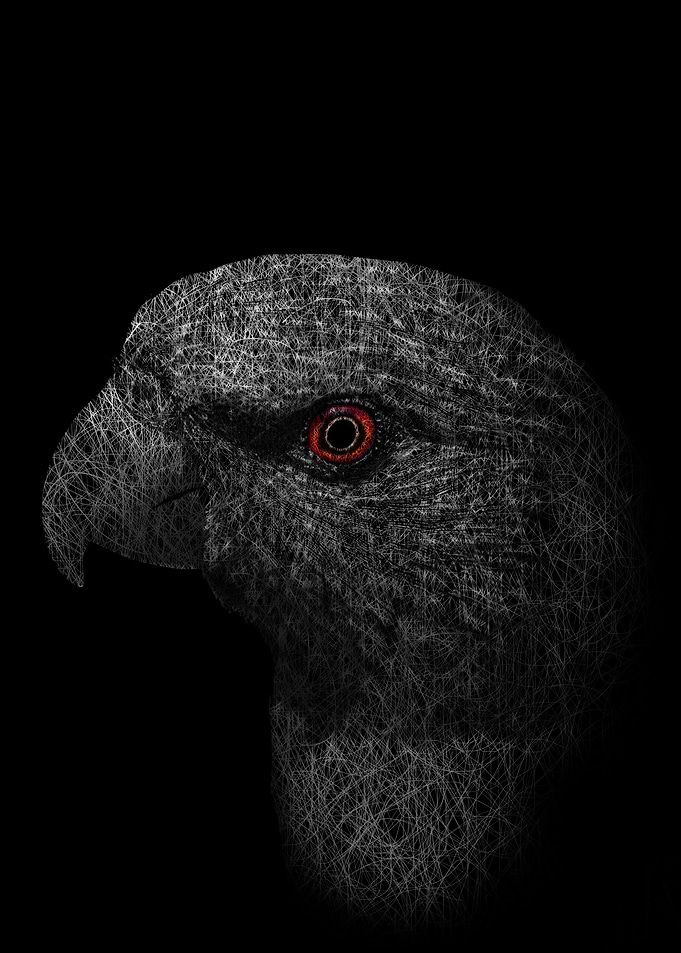 Parrot Wings