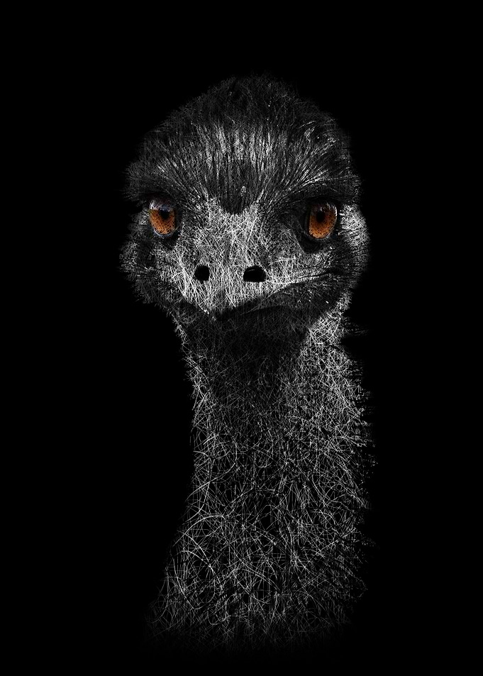 The Wild Emus