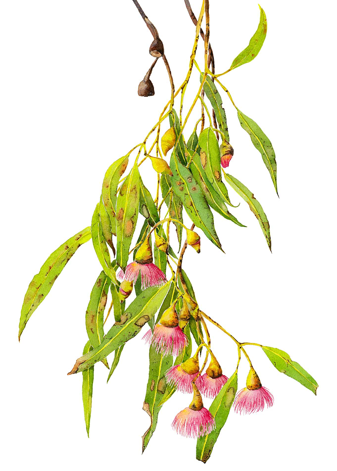 Eucalyptus Tree Branch
