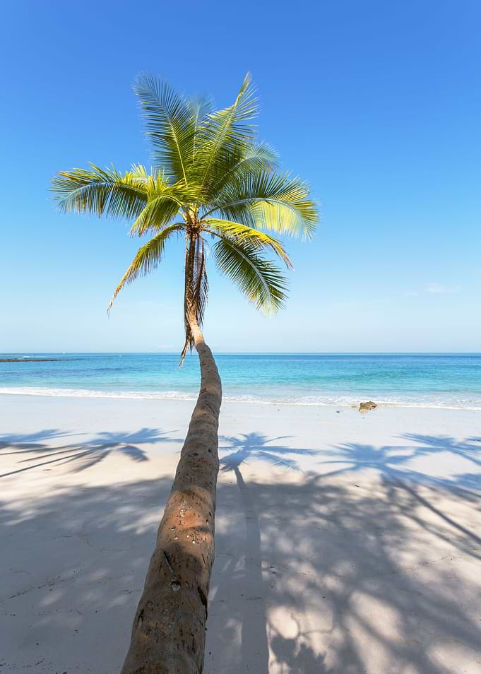 Palm on tropical beach