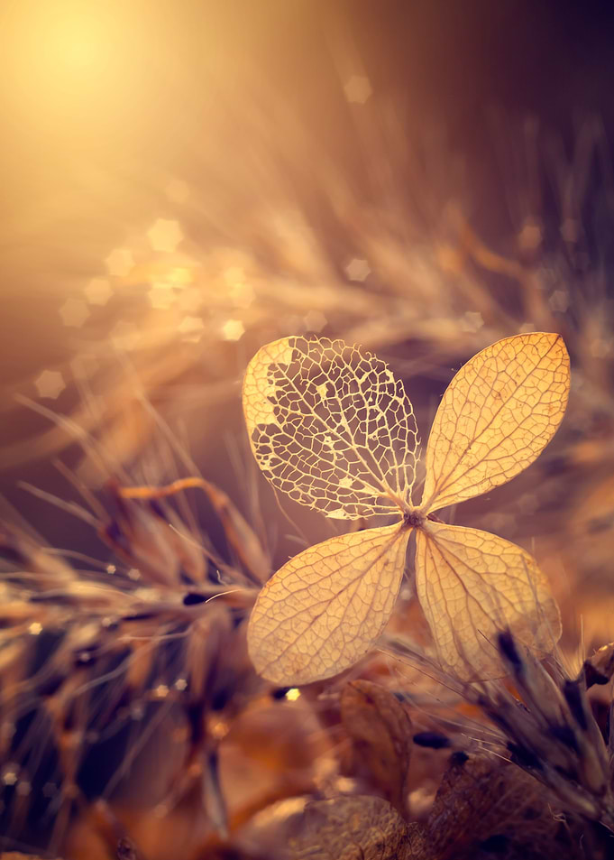 Gold hydrangea flower