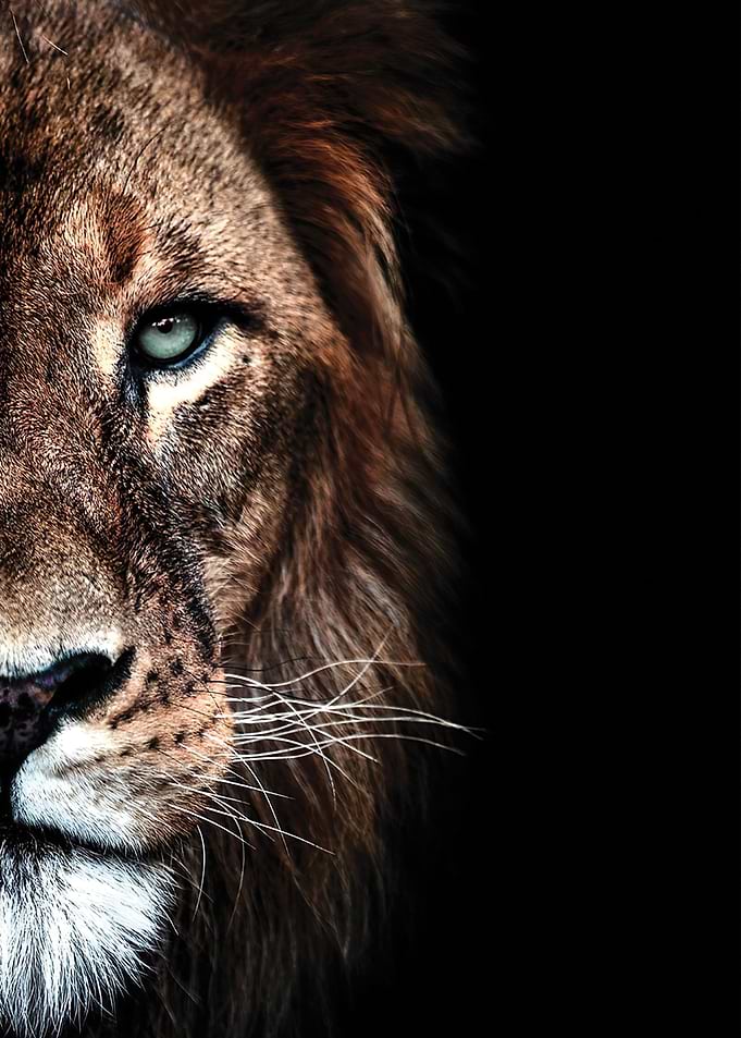 Lion Dark Duet