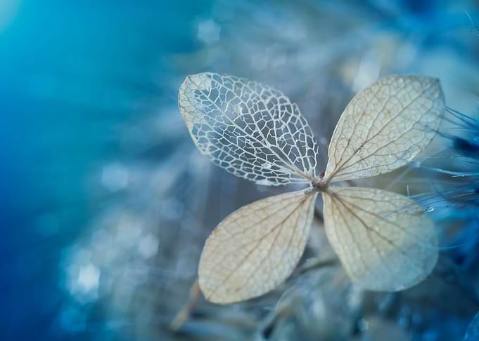 Blue hydrangea and drops